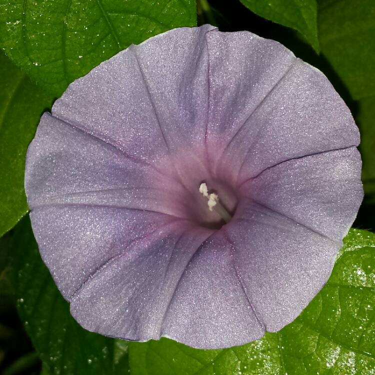 plant image 1127152 plant image 1127152