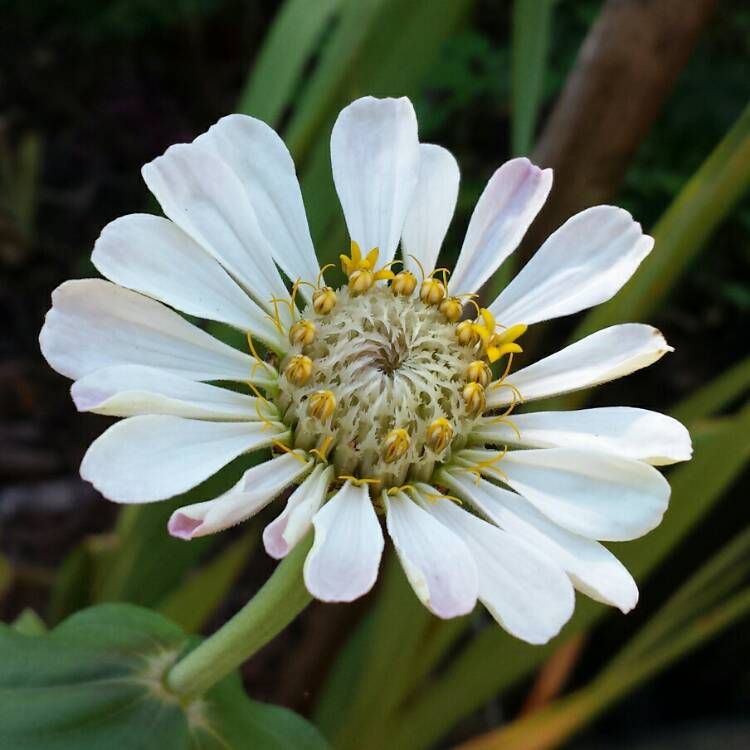 plant image 1127928 plant image 1127928