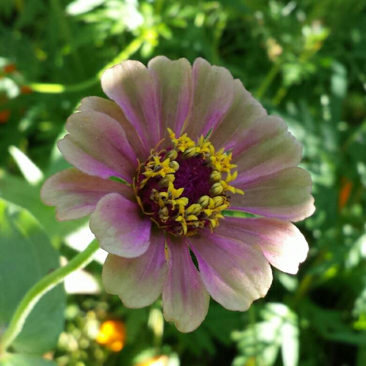 plant image 1127939 plant image 1127939