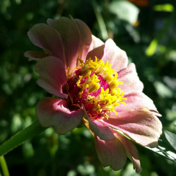 plant image 1127944 plant image 1127944