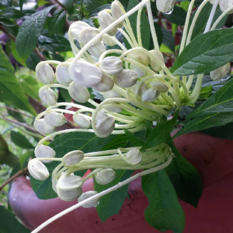 plant image 1130499 plant image 1130499