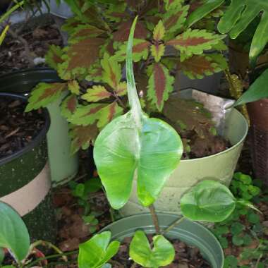 Alocasia 'Stingray'