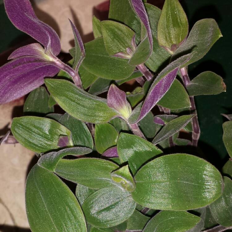 Plant image Tradescantia chrysophylla 'Baby Bunny Bellies'