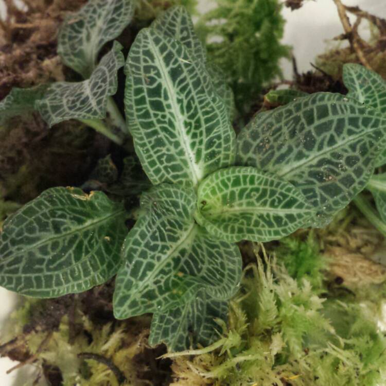 plant image 1137592