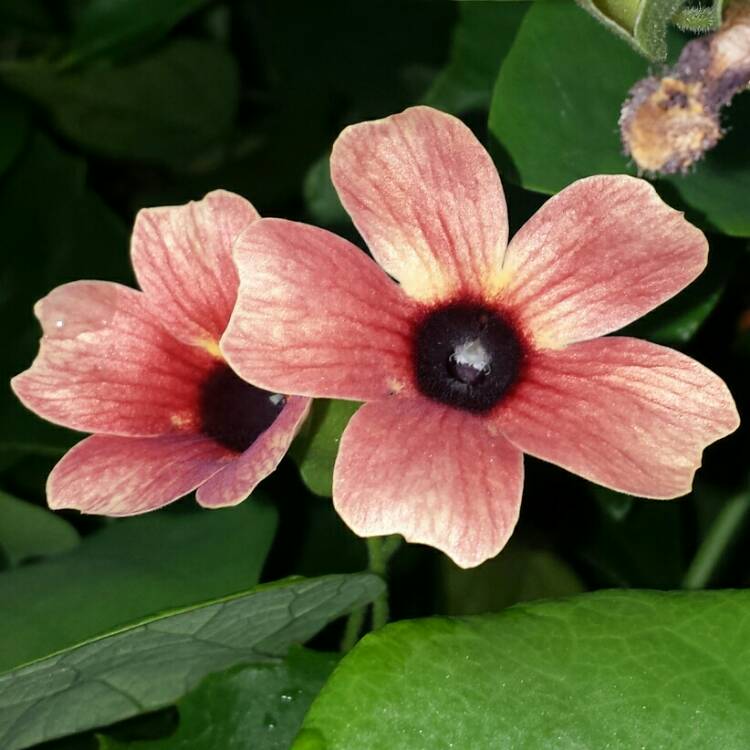 plant image 1137599