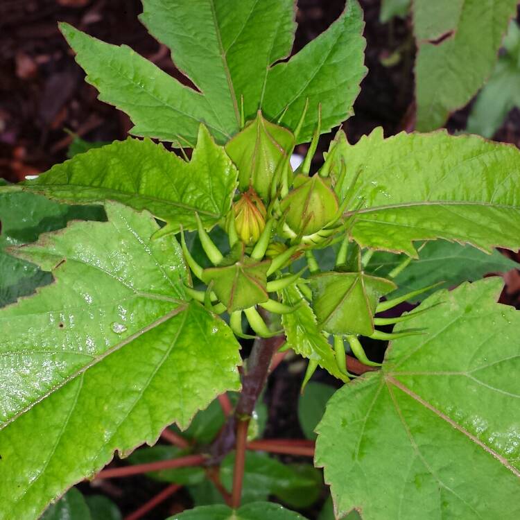 plant image 1138342 plant image 1138342