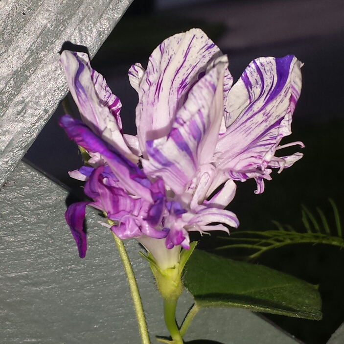 plant image 1138344 plant image 1138344