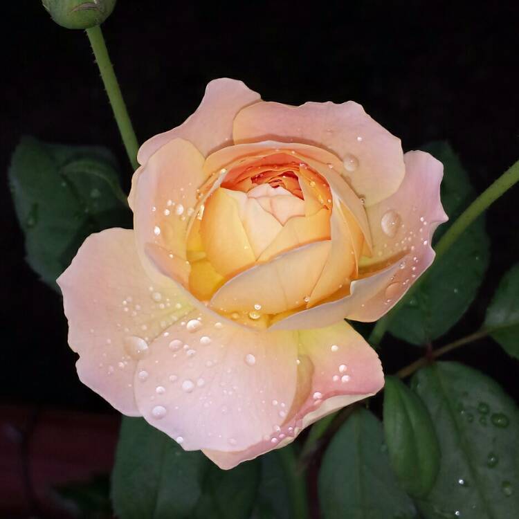 plant image 1138345 plant image 1138345