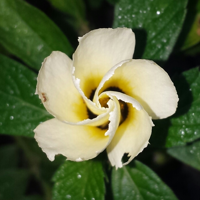 plant image 1142687