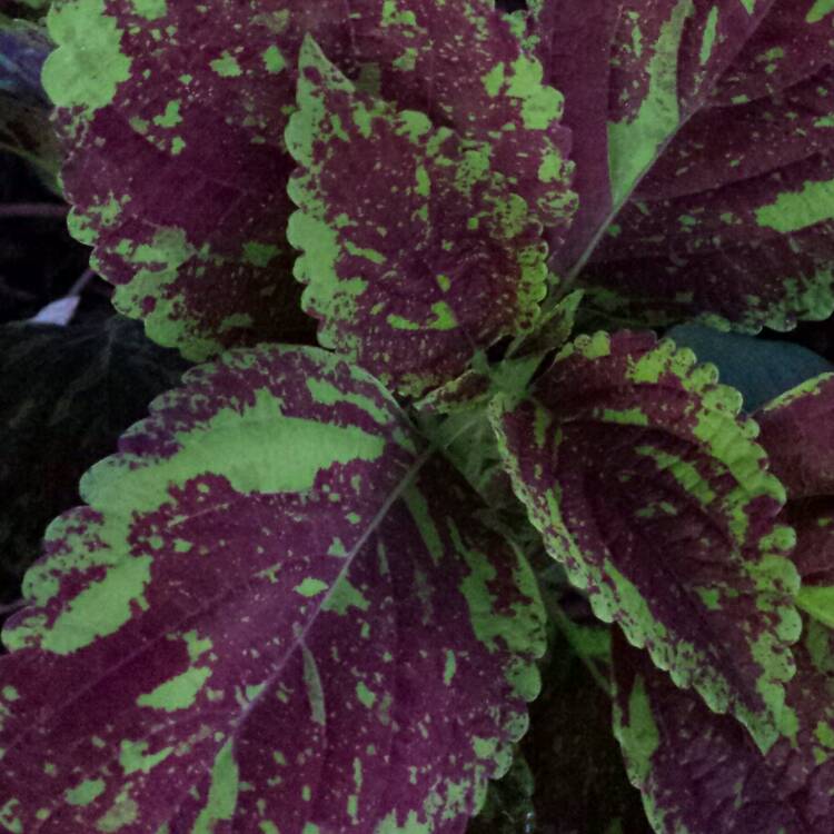 plant image 1142825 plant image 1142825