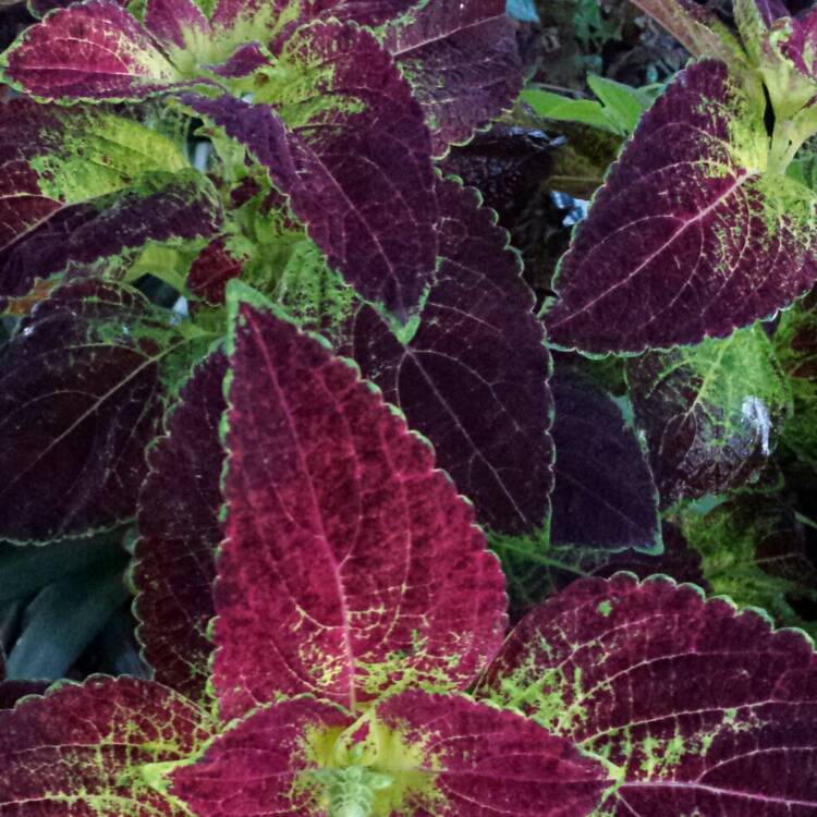 plant image 1142827 plant image 1142827