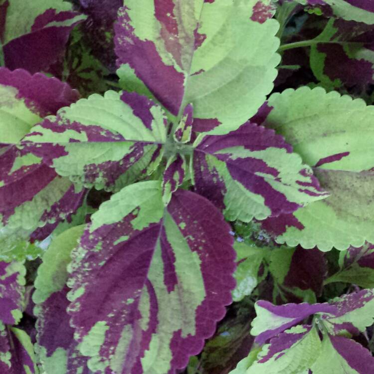 plant image 1142828 plant image 1142828
