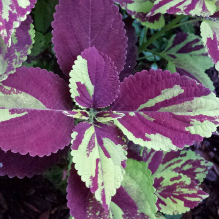 plant image 1142829 plant image 1142829