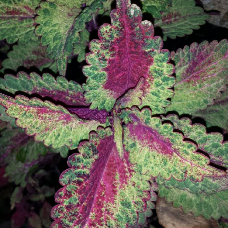 plant image 1142830 plant image 1142830
