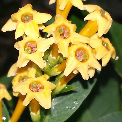 plant image 1142839 plant image 1142839