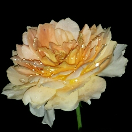 plant image 1145171 plant image 1145171