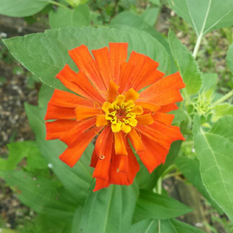 plant image 1147398 plant image 1147398