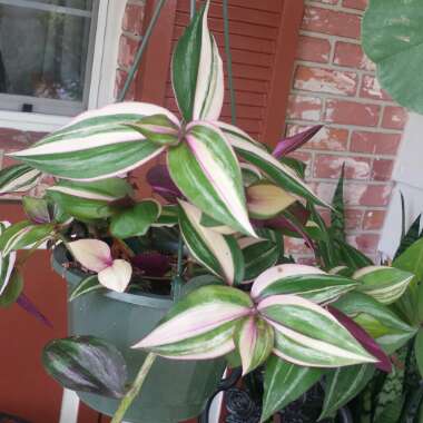 Tradescantia zebrina 'Discolor'