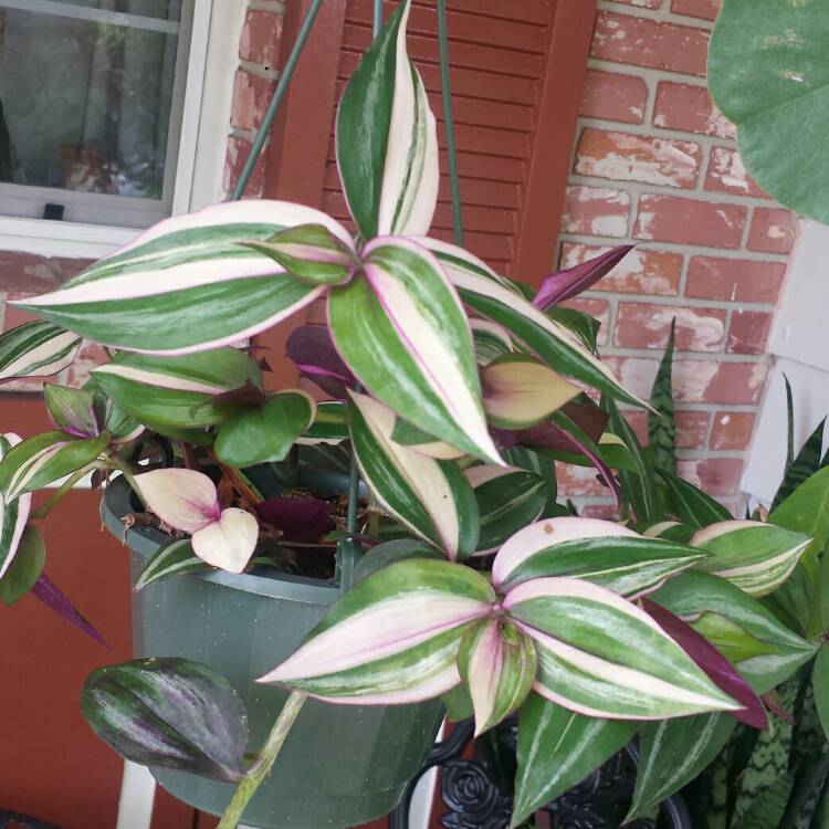 plant image 1147400
