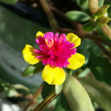 Portulaca oleracea