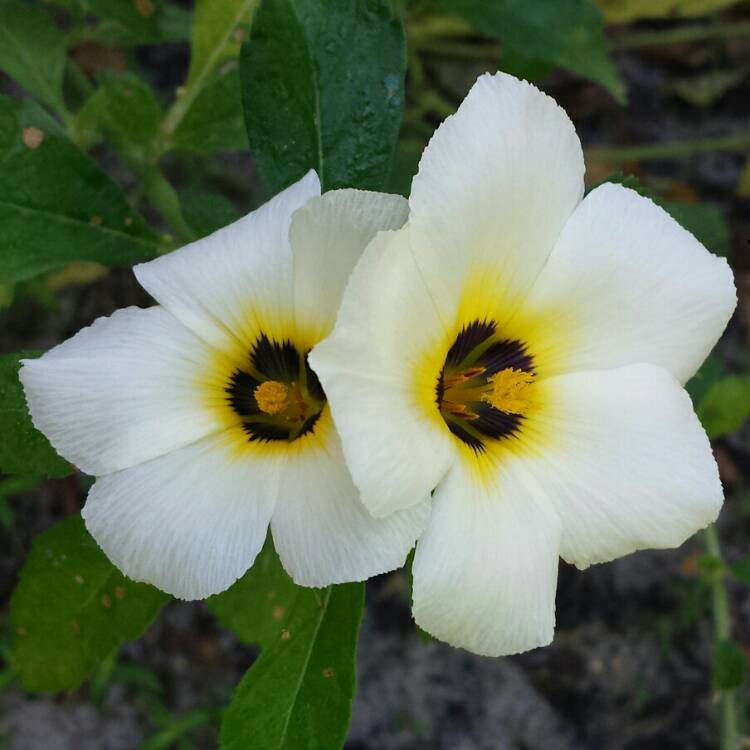 plant image 1149356