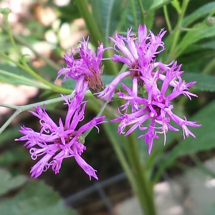 plant image 1149357 plant image 1149357
