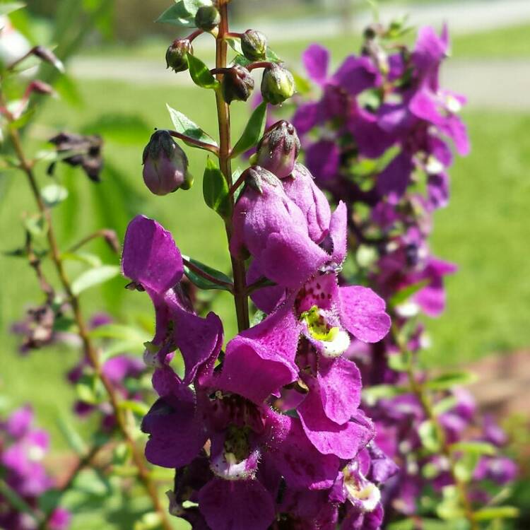 plant image 1149360 plant image 1149360