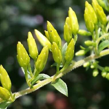 Solidago