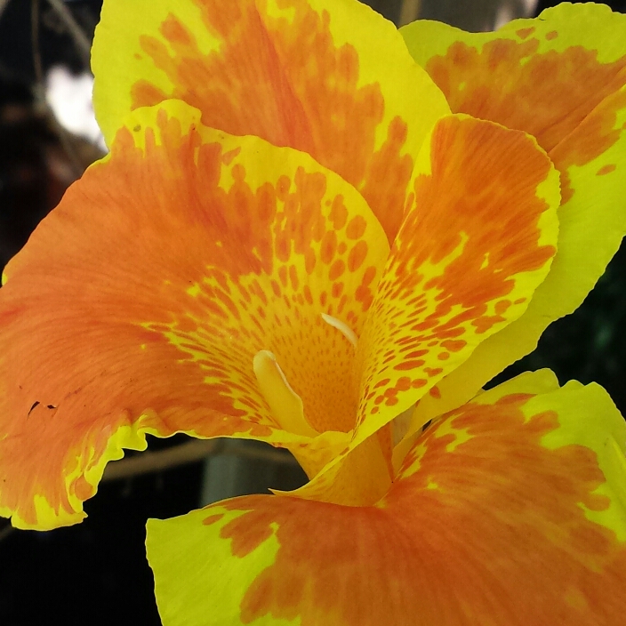 plant image 1149417
