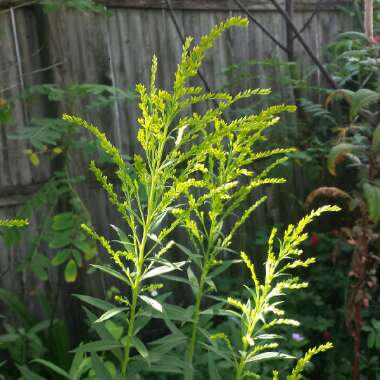 Solidago