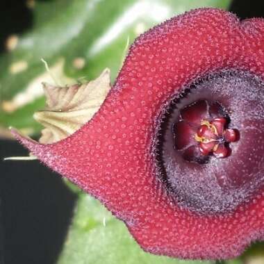 Huernia Schneideriana