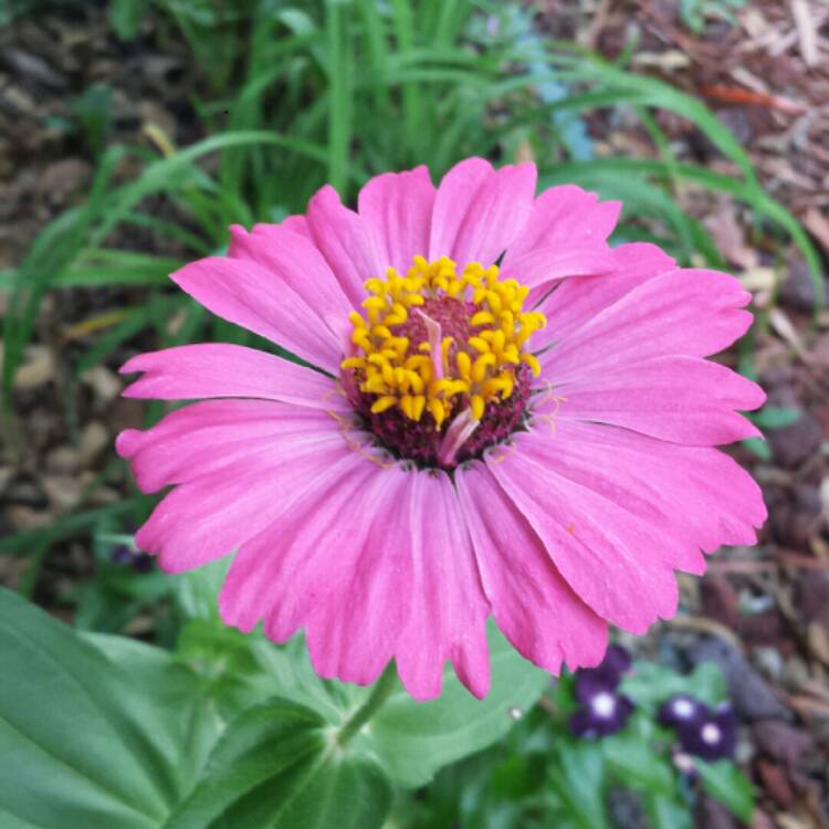 plant image 1156747 plant image 1156747