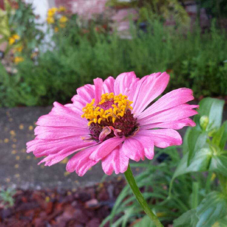 plant image 1157392 plant image 1157392