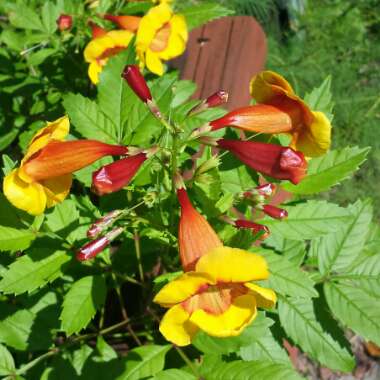 Tecoma Stans