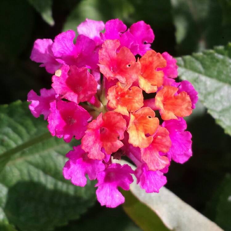 plant image 1161463