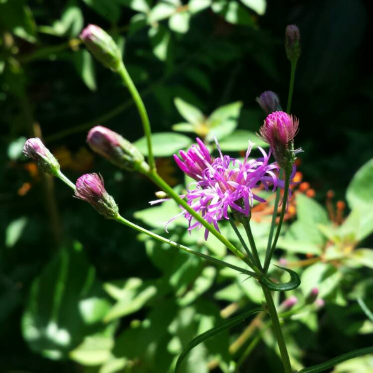 plant image 1162326 plant image 1162326