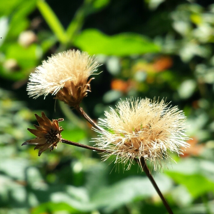 plant image 1162330 plant image 1162330