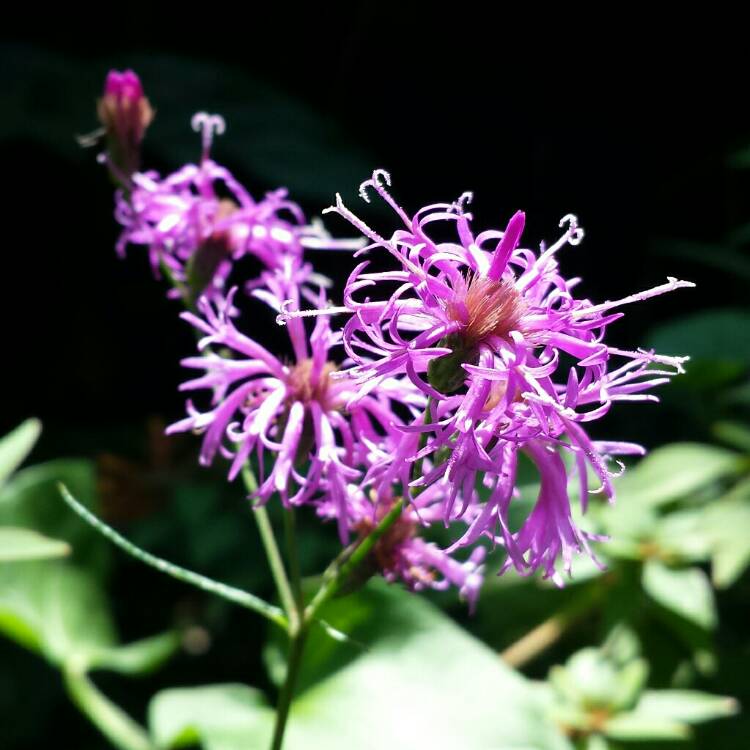plant image 1162341 plant image 1162341