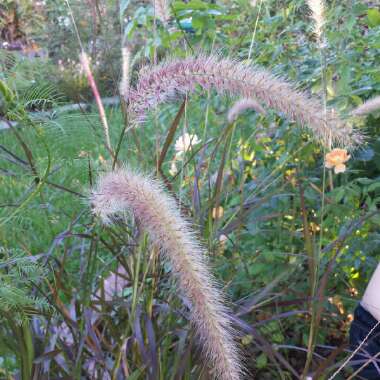 Pennisetum