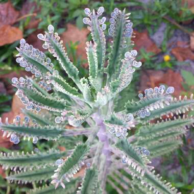 Kalanchoe daigremontiana syn. Bryophyllum daigremontianum