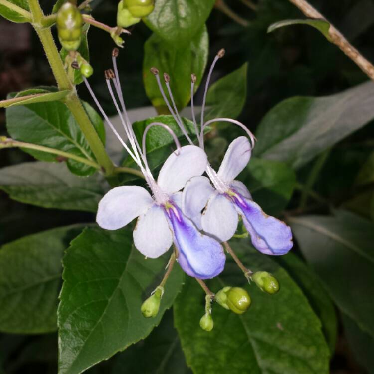 plant image 1166264 plant image 1166264