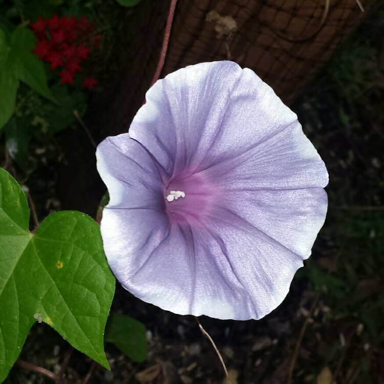plant image 1166375 plant image 1166375