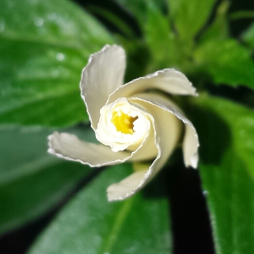 plant image 1166381