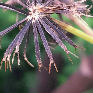 plant image 1166387