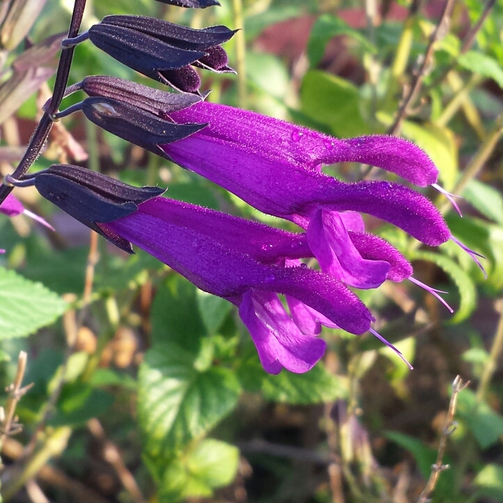 plant image 1167291