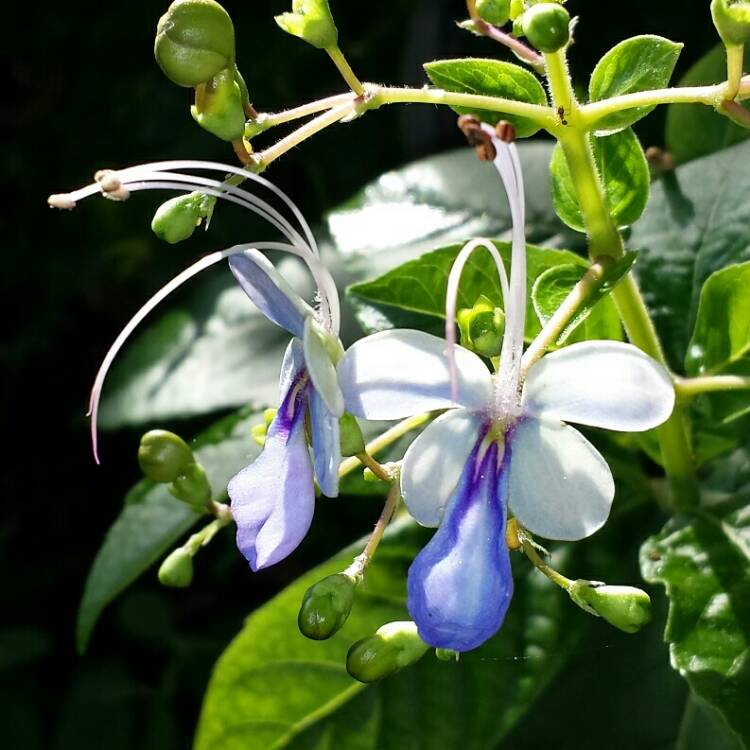 plant image 1167327 plant image 1167327