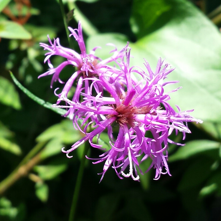 plant image 1168507 plant image 1168507