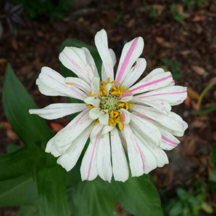 plant image 1169190 plant image 1169190