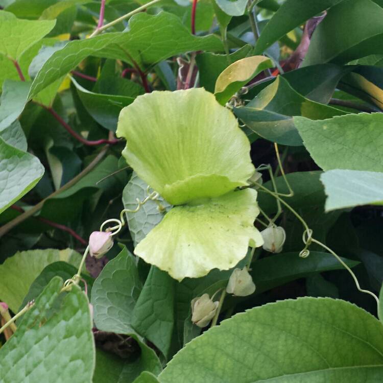 plant image 1174774 plant image 1174774