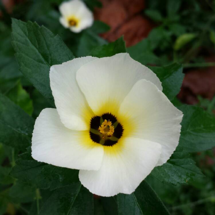 plant image 1180084